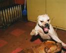 Imagine tu te fait courser par un chien comme ça